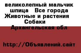 великолепный мальчик шпица - Все города Животные и растения » Собаки   . Архангельская обл.